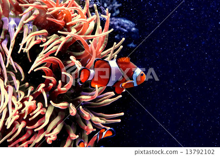Underwater paradise 13792102