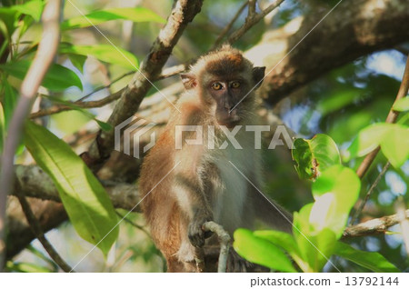Cynomolgus monkey _ 3338 13792144