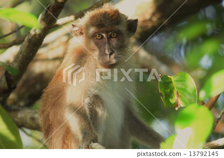 Cynomolgus monkey _ 3340 Cynomolgus monkey _ 3340 13792145