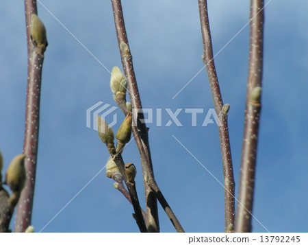 櫻桃樹的花蕾像包裹在溫暖的外套 13792245