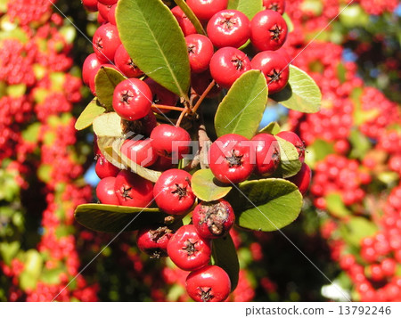 Fruit of ripe ripe pyrocanthes 13792246