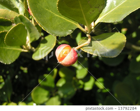 Masaki發布的種子被切割並覆蓋著橙紅色的臨時種皮 13792284