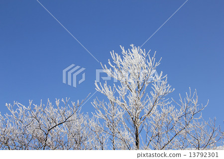 雪花 雪花 13792301