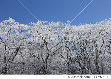 雪花 13792304