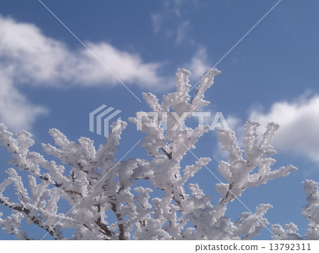 Snow Flower 13792311