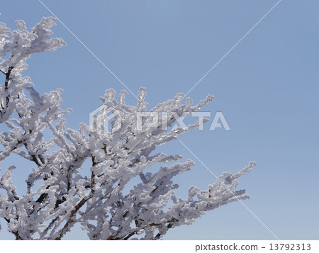 Snow Flower Snow Flower 13792313