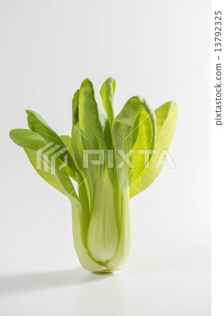 Chicken meat Chicken meat 13792325