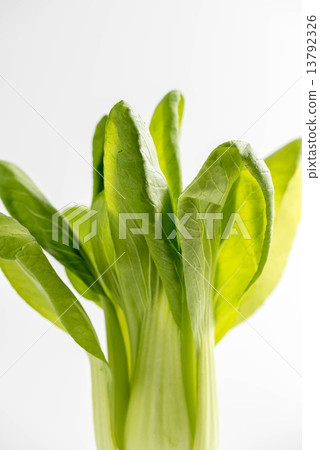 Chicken meat Chicken meat 13792326