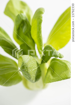 Chicken meat Chicken meat 13792330