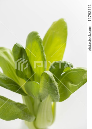 雞肉 雞肉 13792331