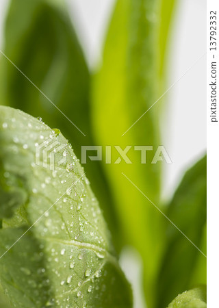 雞肉 雞肉 13792332