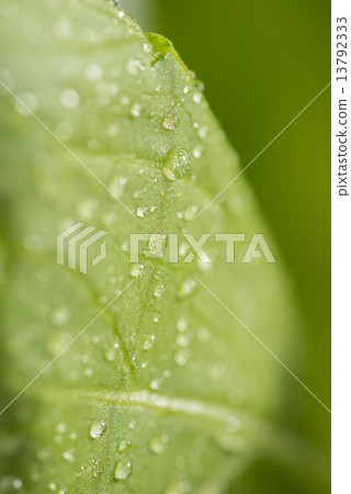 Chicken meat Chicken meat 13792333