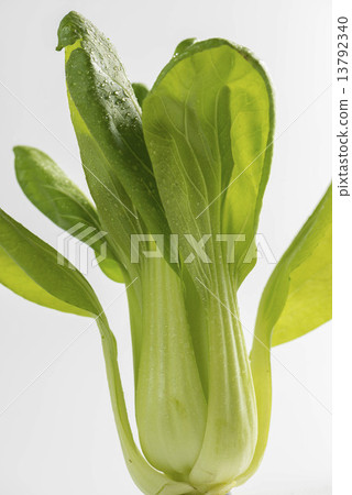 Chicken meat Chicken meat 13792340