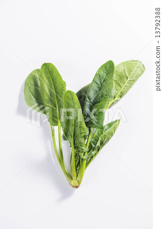 菠菜 菠菜 13792388