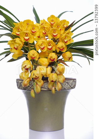 Cymbidium 13792399