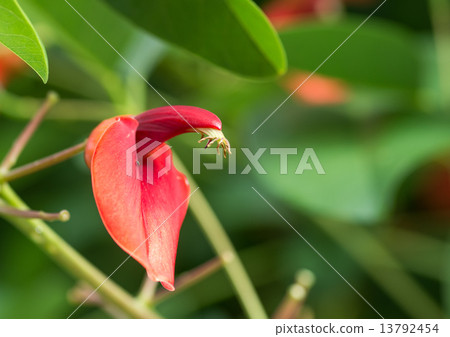 美國柑橘 13792454