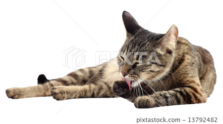 Cat washing itself isolated. Cat washing itself isolated. 13792482
