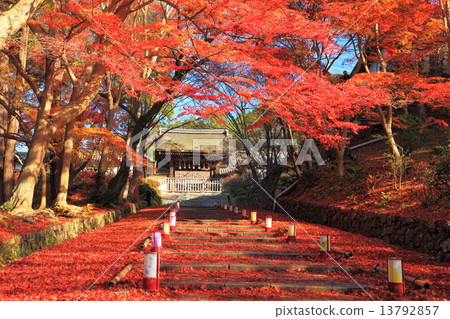 Bishamon-do of autumn and maple maple 13792857