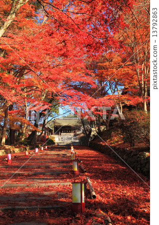 Bishamon-do of autumn and maple maple 13792863