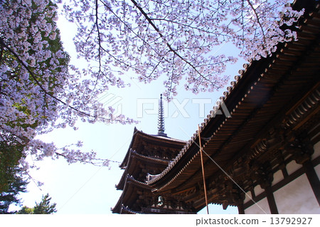 Cherry blossoms blooming at Kofukuji five-storied pagoda (Nara City) in spring 13792927