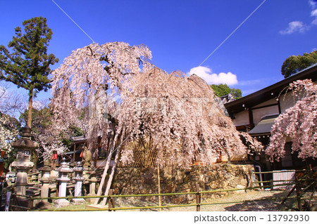 Weeping cherry blossoms blooming at Himuro Shrine (Nara City) 13792930