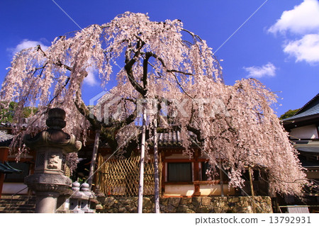 Weeping cherry blossoms at Himuro Shrine (Nara City) 13792931