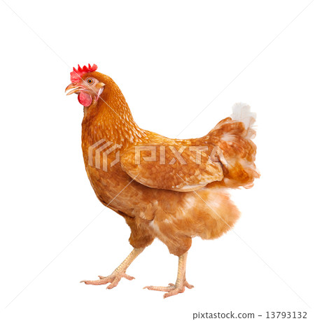full body of brown chicken hen standing isolated white backgroun 13793132