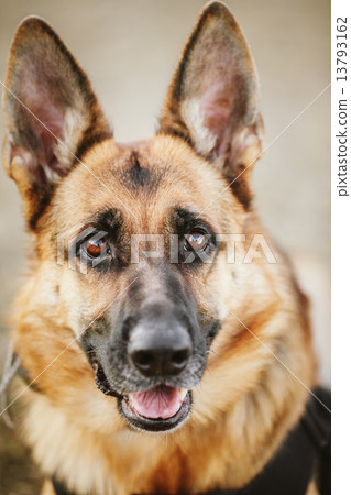 German Shepherd Dog Close Up German Shepherd Dog Close Up 13793162