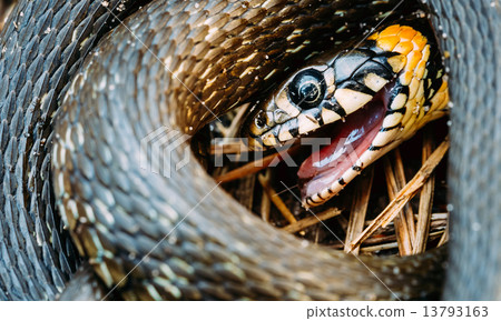 Grass-Snake, Adder In Early Spring Grass-Snake, Adder In Early Spring 13793163