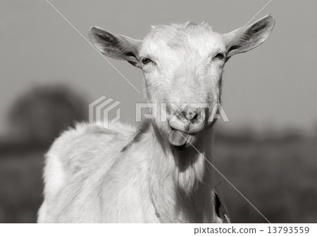 Goat shows tongue 13793559