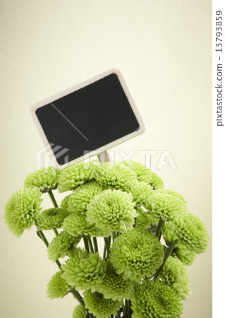 Chrysanthemum of a stand Chrysanthemum of a stand 13793859