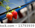 Strawberry picking 1 13793939