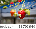 Strawberry picking 2 13793940