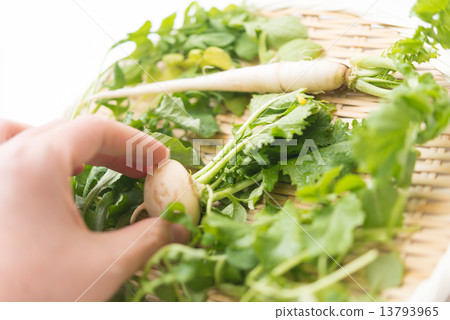 七種草藥 13793965