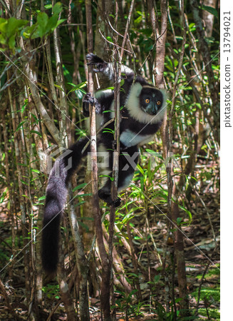 Black-and-white ruffed lemur of Madagascar 13794021