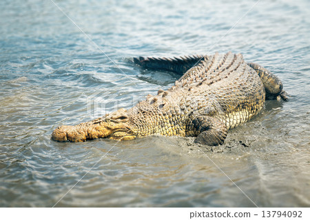 crocodile 13794092
