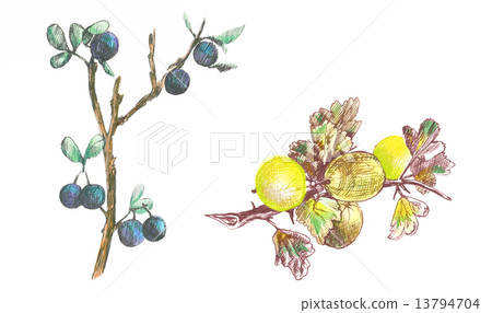 gooseberry and blackthorn gooseberry and blackthorn 13794704
