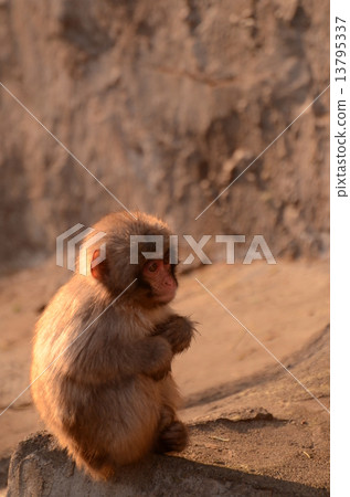 日本獼猴 13795337