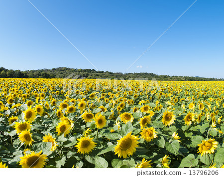 Sun Flower  13796206