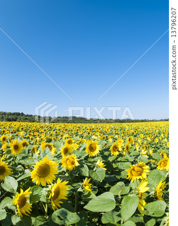 Sun Flower Sun Flower 13796207