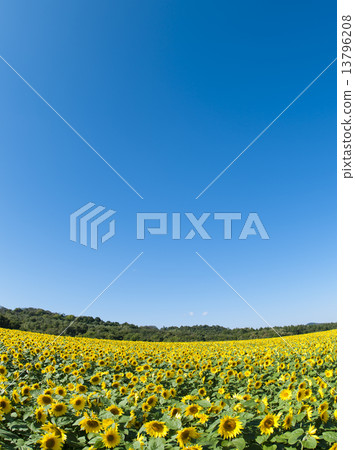 Sun Flower  13796208