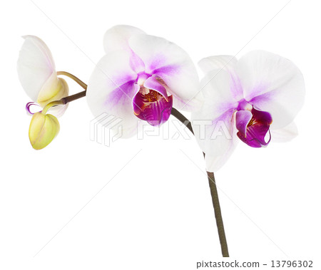 Blooming twig of white purple orchid isolated on white backgroun 13796302