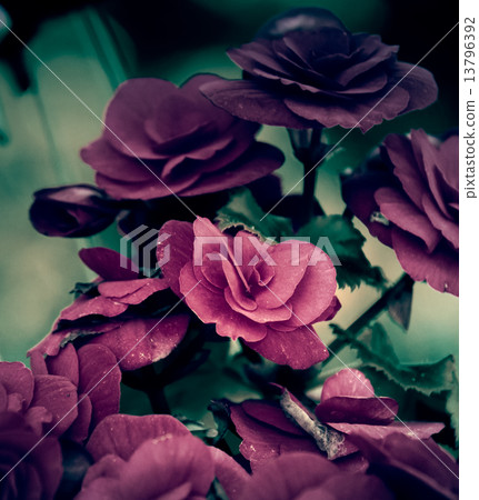 beautiful Vintage flower in the garden beautiful Vintage flower in the garden 13796392