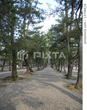 Izumo Taisha 13796616