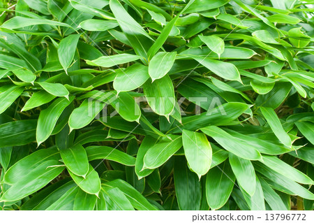 Kumasaza Kumasaza 13796772