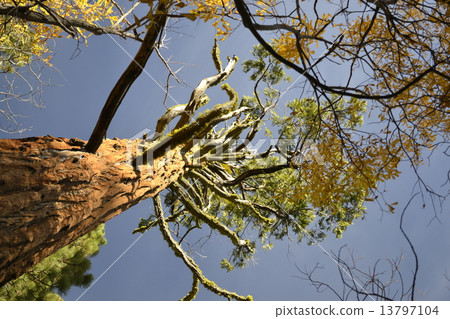 Giant sequoia from the bottom 13797104