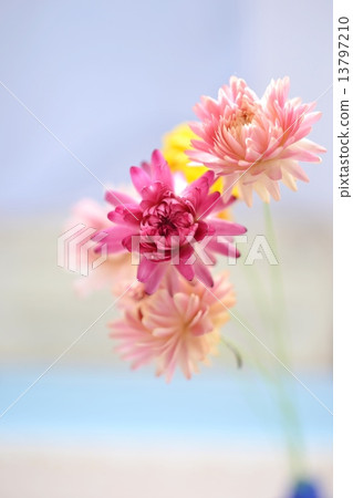 蠟菊乾燥花 13797210