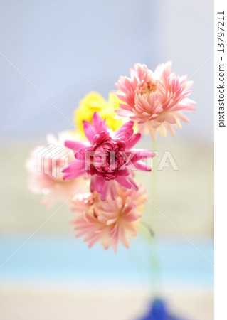 蠟菊乾燥花 蠟菊乾燥花 13797211