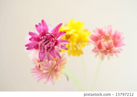 蠟菊乾燥花 13797212