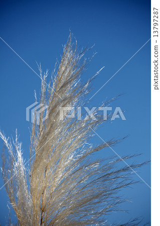 Pampasgrass 13797287